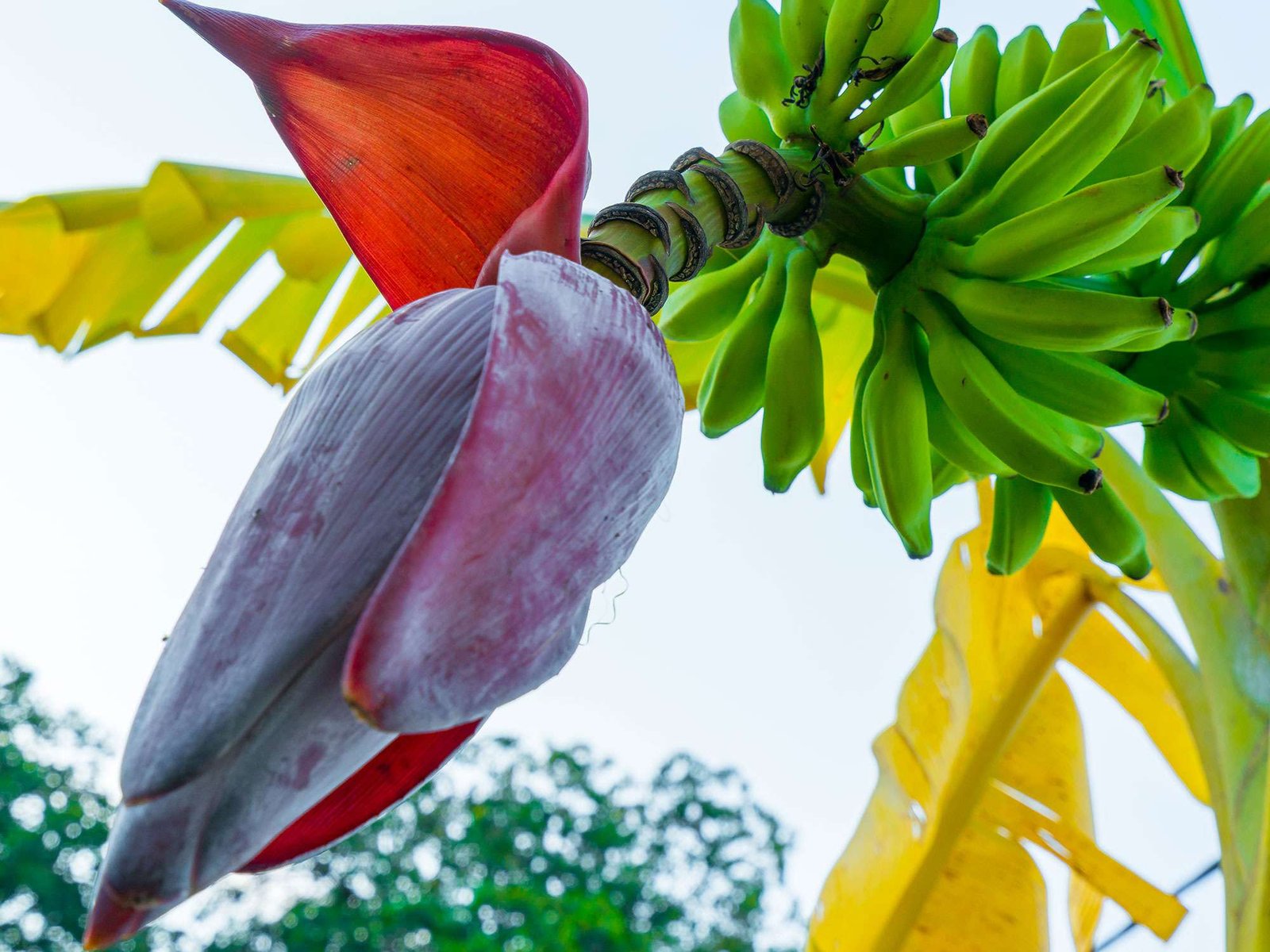 Banana Flower Health Benefits For Women